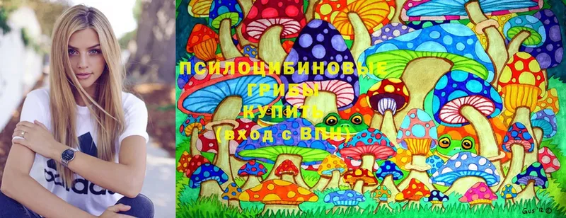 закладки  Раменское  Псилоцибиновые грибы Cubensis 